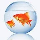 Mokri lasje blondink